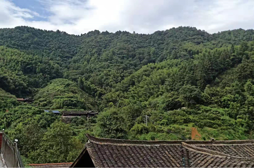 黔陽(yáng)瞐安江松林基地